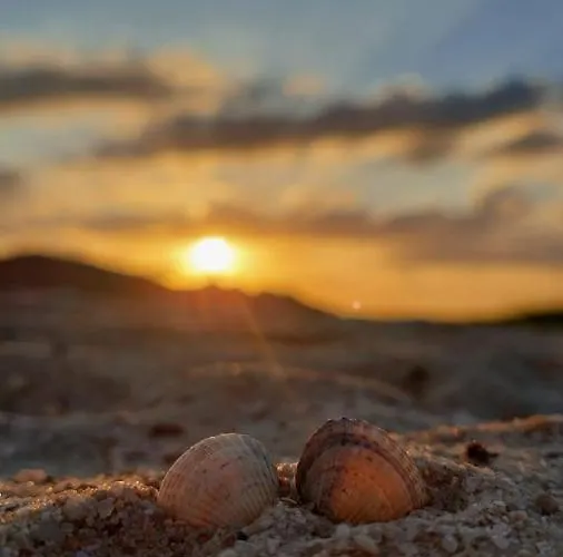 Plüschmors * Wittmund