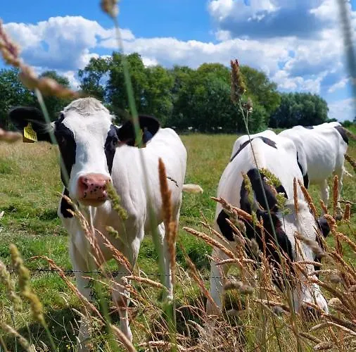 Plüschmors Wittmund